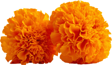 Flor izquierda